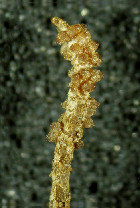 macrostoma