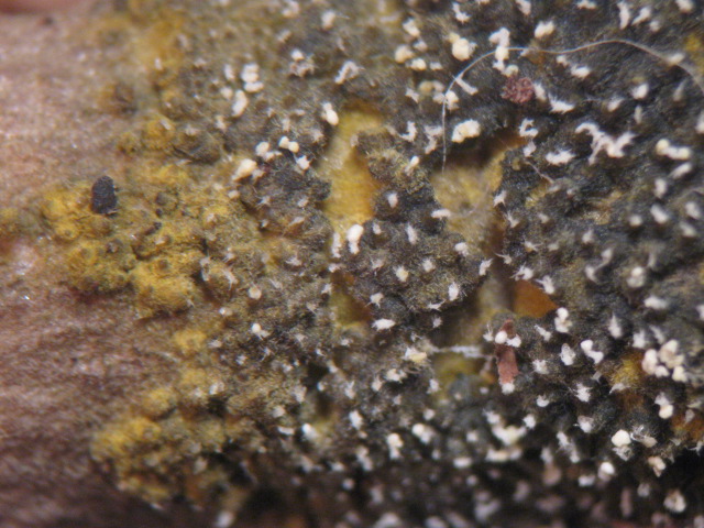 macrostoma