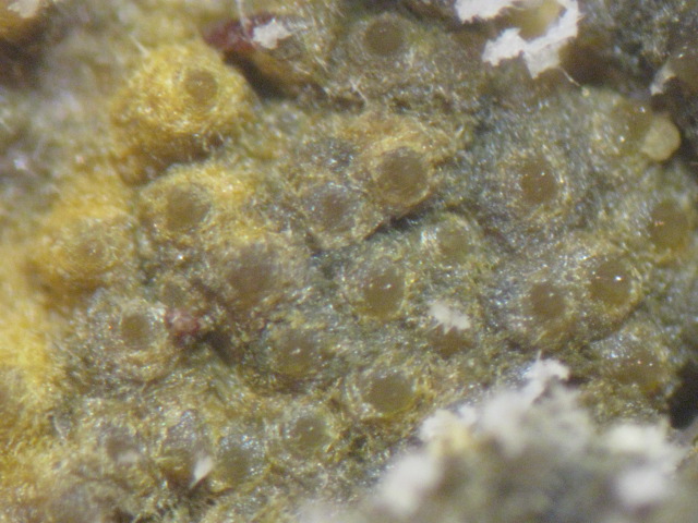 macrostoma