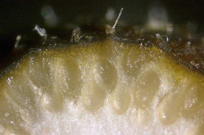 macrostoma