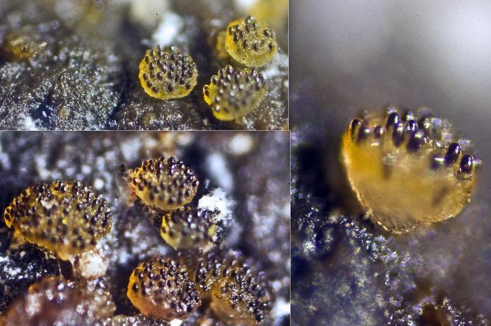 macrostoma