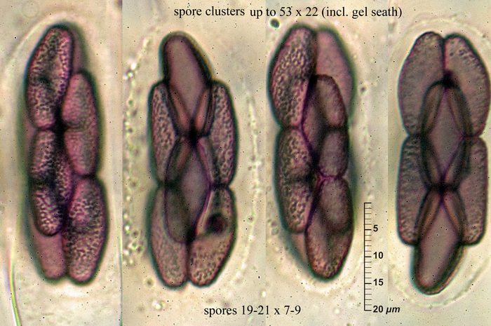macrostoma