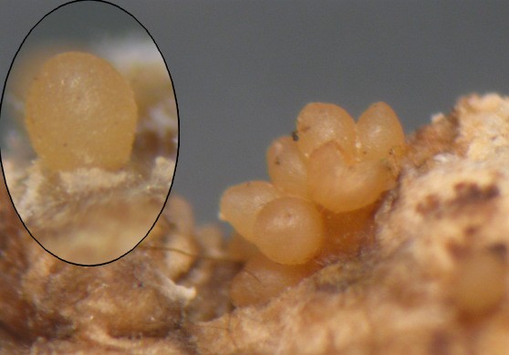 macrostoma