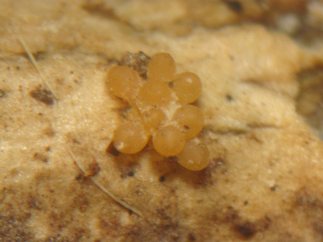 macrostoma
