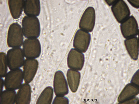 macrostoma