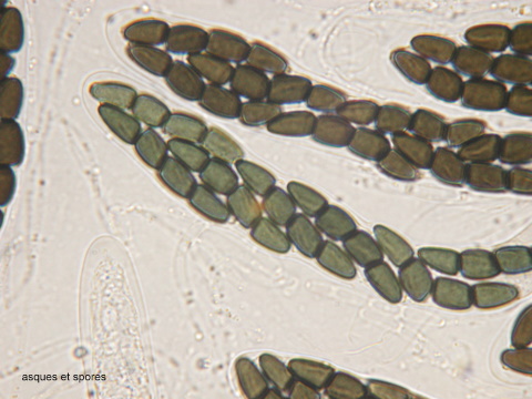 macrostoma