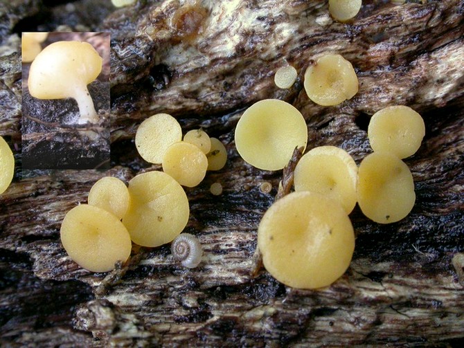 macrostoma