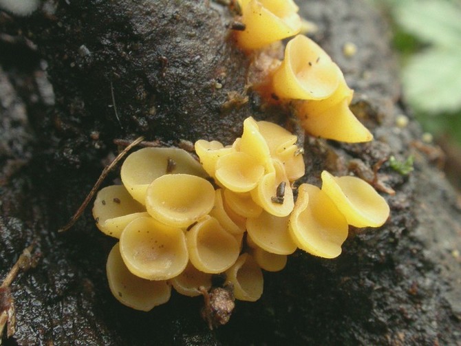 macrostoma