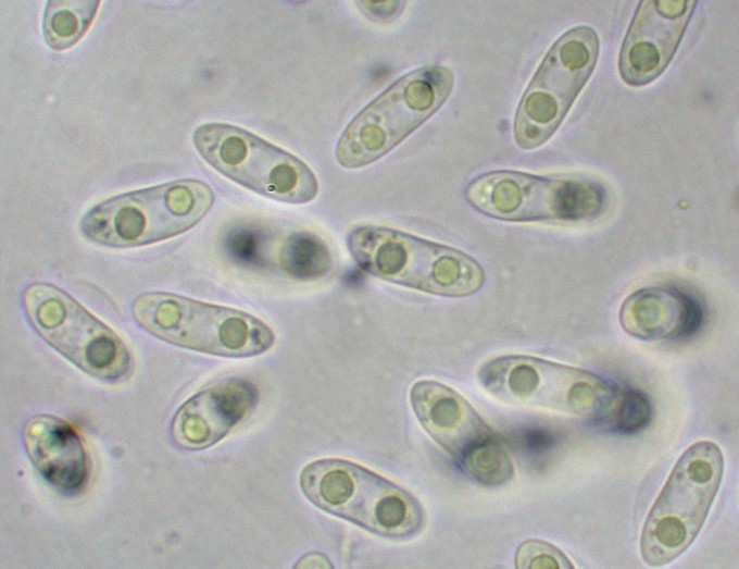 macrostoma