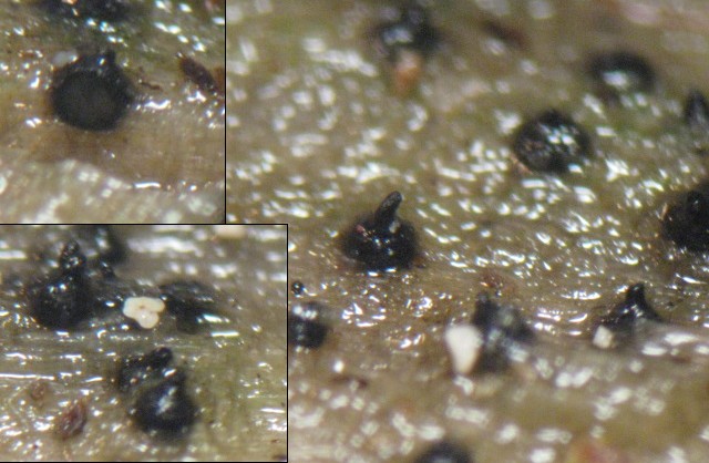 macrostoma