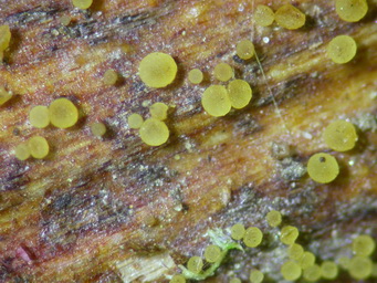 macrostoma