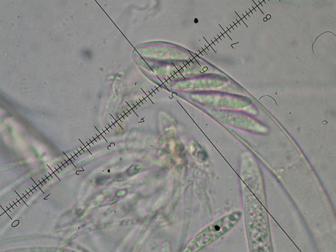 macrostoma