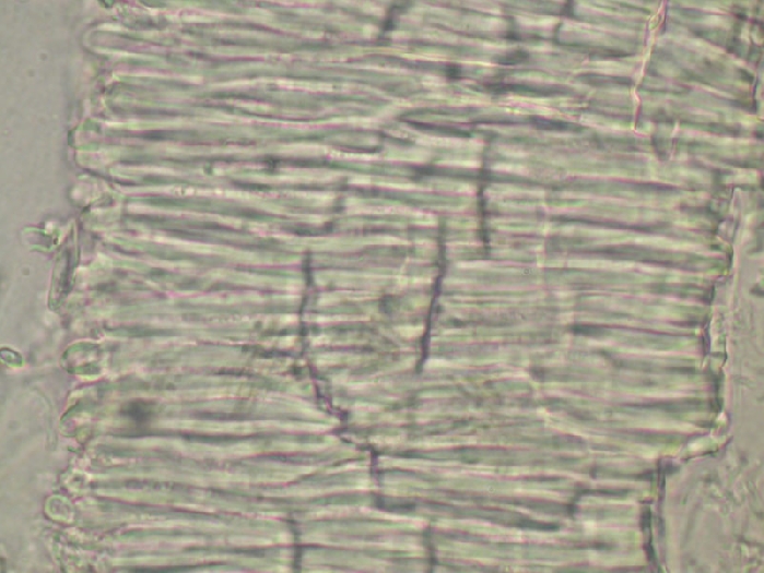 macrostoma
