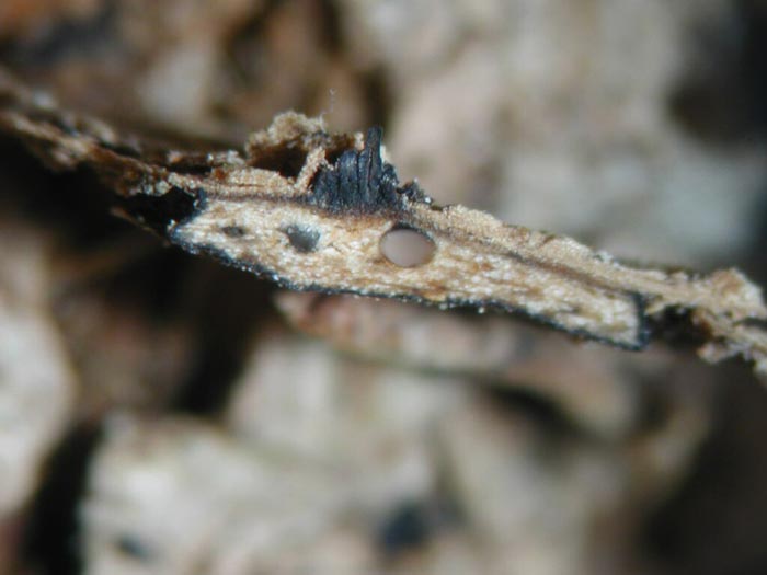 macrostoma