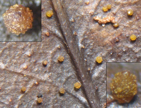 macrostoma