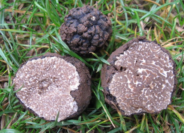 macrostoma