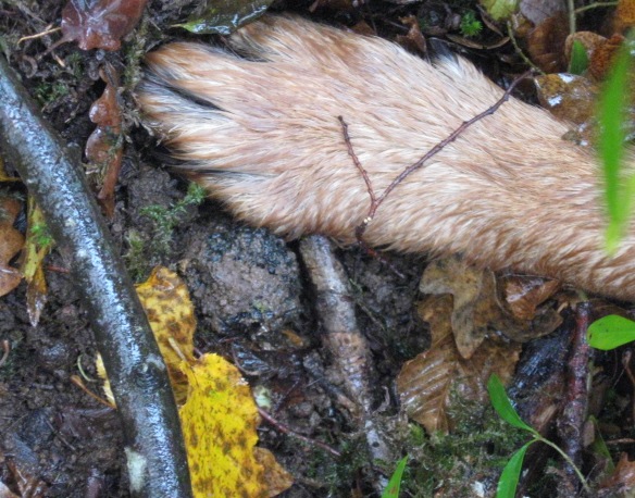 macrostoma