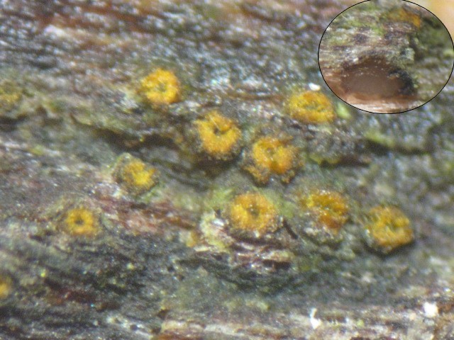 macrostoma