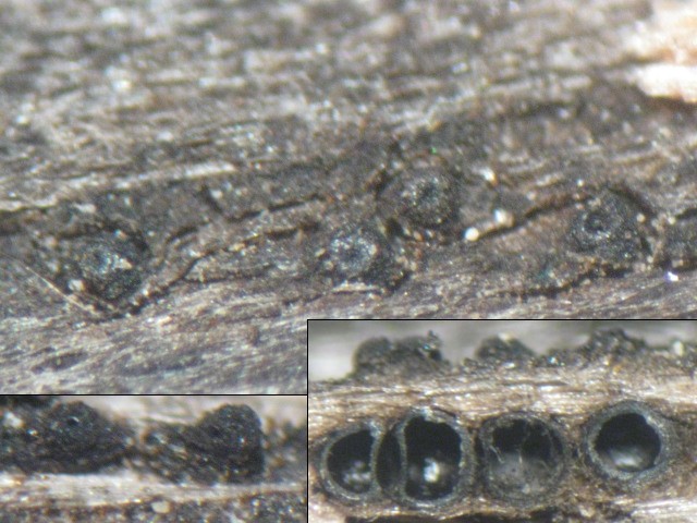 macrostoma