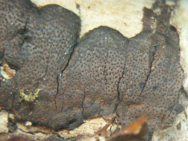 macrostoma