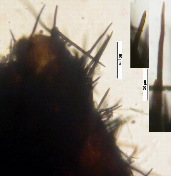 macrostoma
