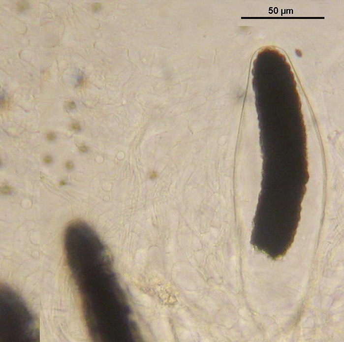 macrostoma