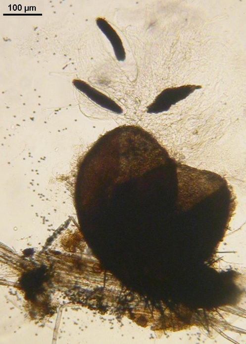 macrostoma