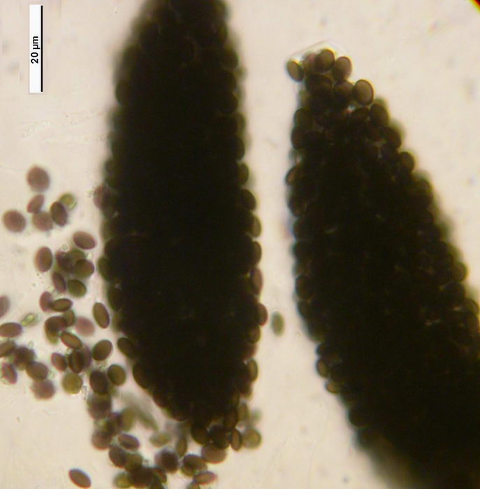 macrostoma