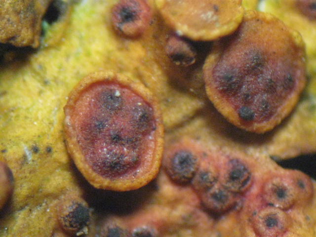 macrostoma