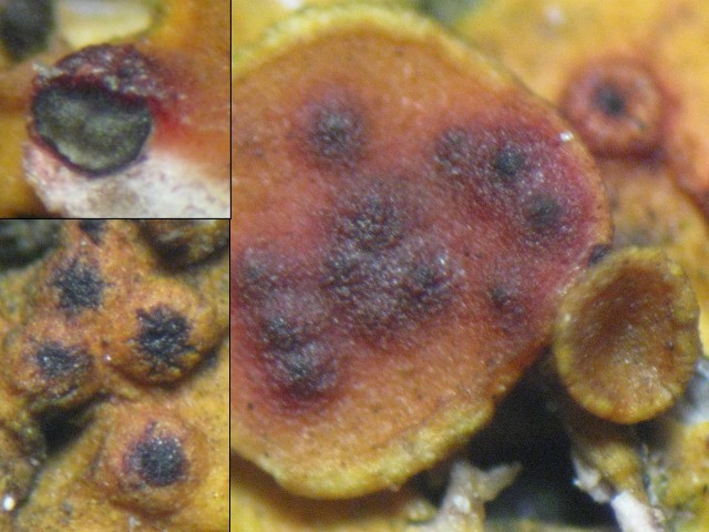 macrostoma