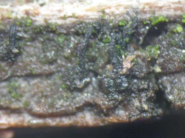 macrostoma
