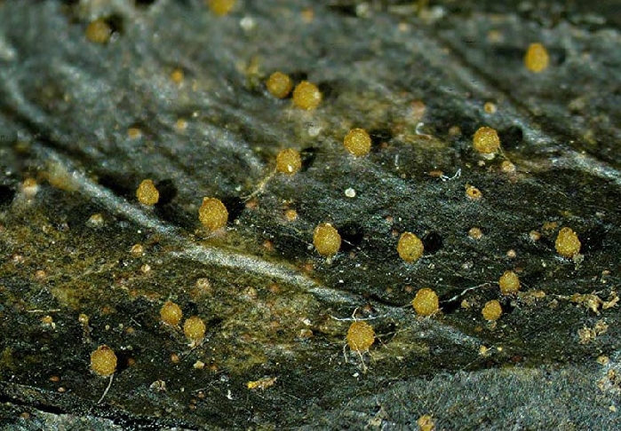 macrostoma