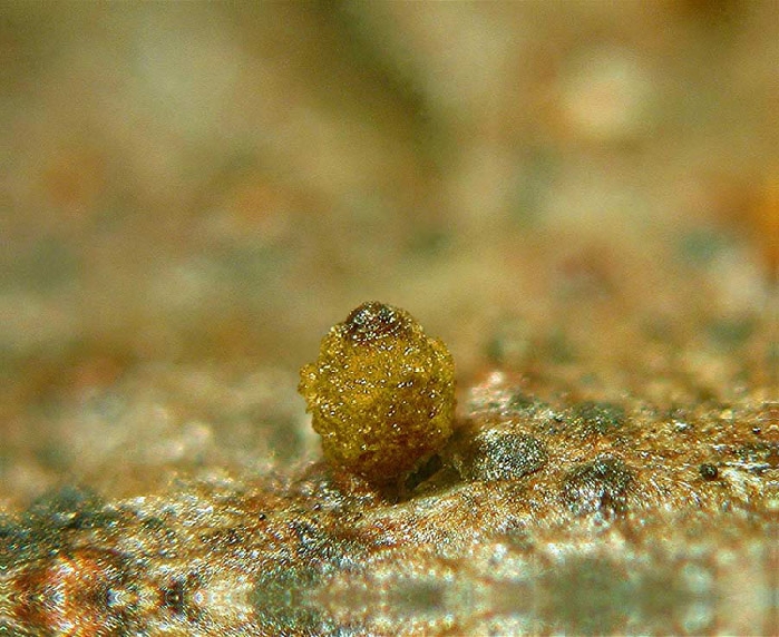 macrostoma