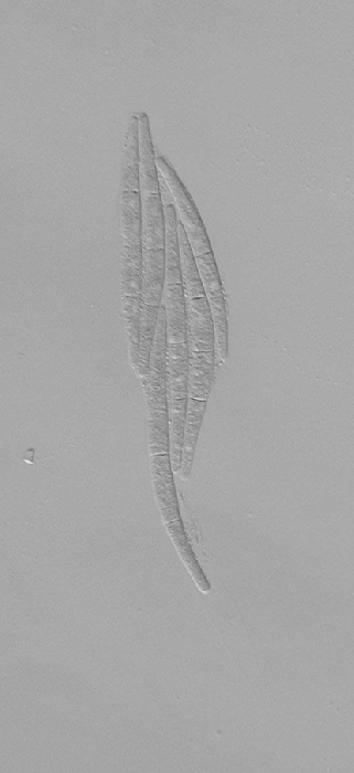 macrostoma