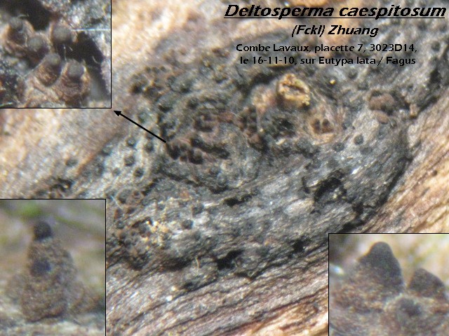 macrostoma