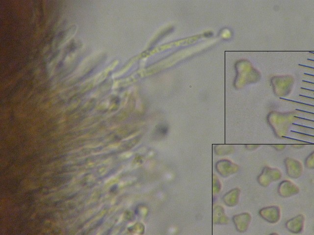 macrostoma