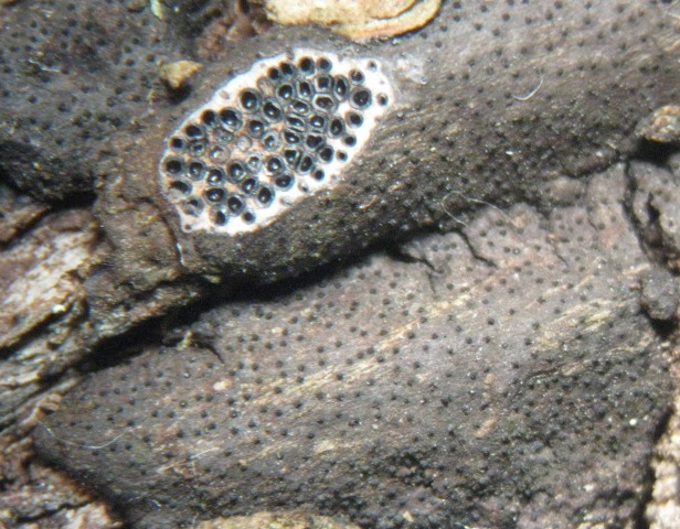 macrostoma
