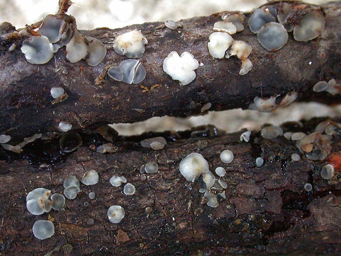 macrostoma