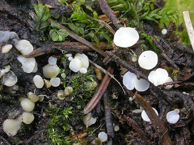 macrostoma