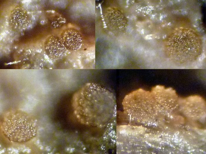 macrostoma