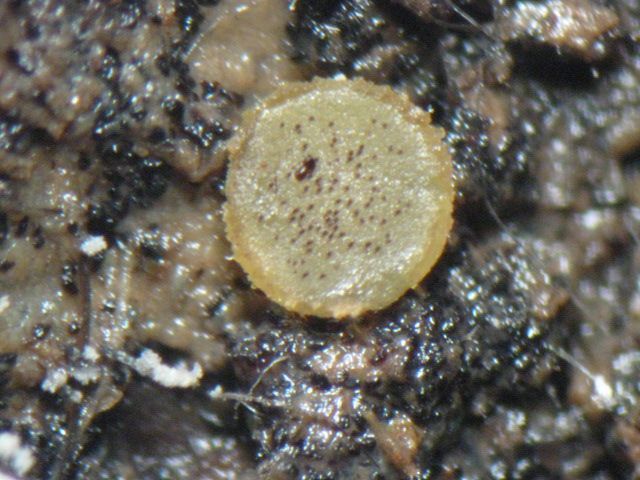 macrostoma