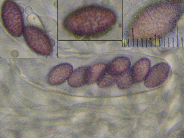 macrostoma