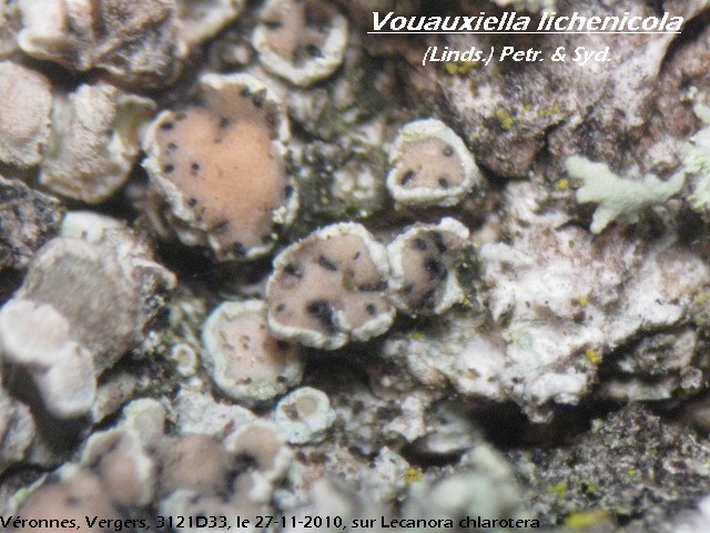 macrostoma