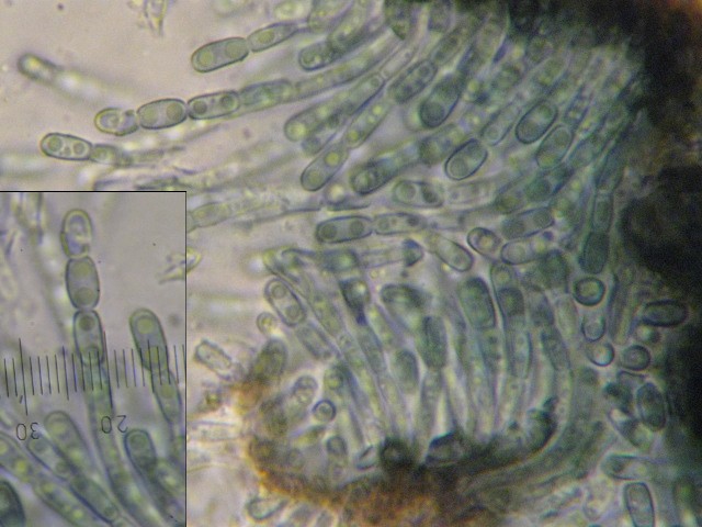 macrostoma