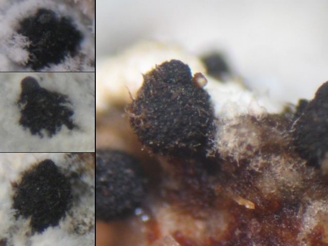macrostoma