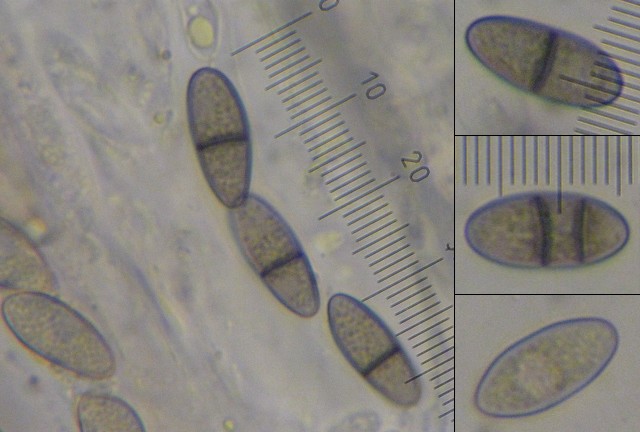 macrostoma