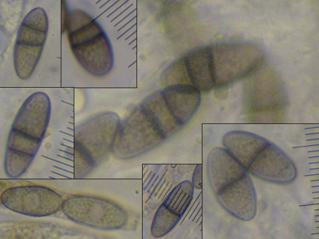 macrostoma