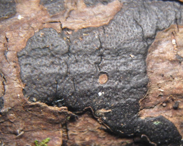 macrostoma