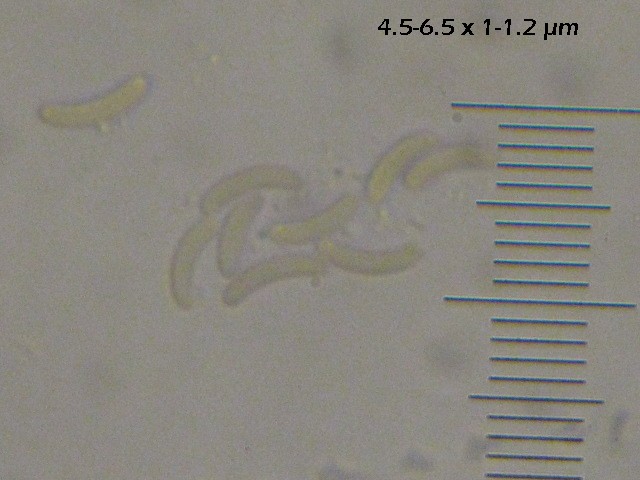macrostoma
