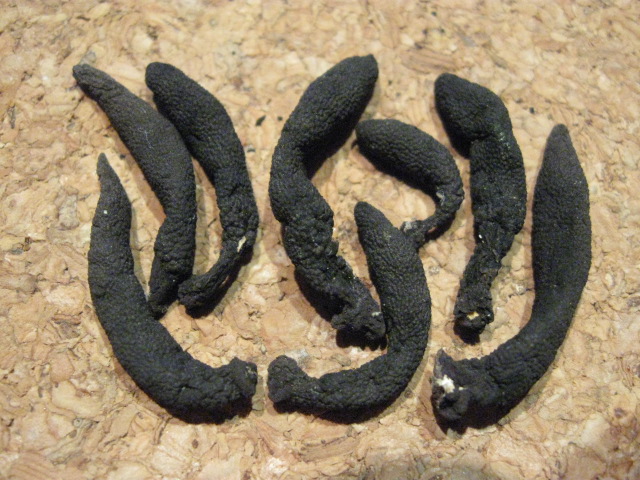 macrostoma